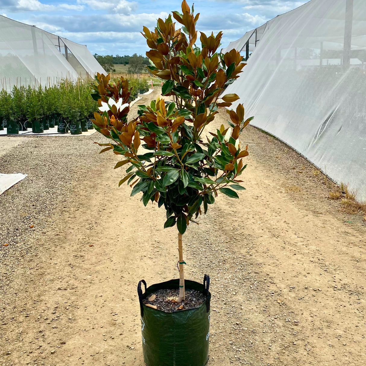 A Little Gem Magnolia, Magnolia grandiflora Little Gem, with evergreen leaves and brown accents stands proudly on a dirt path, surrounded by greenhouses.