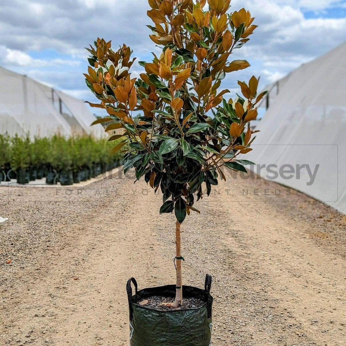 Little Gem Magnolia - Magnolia grandiflora 'Little Gem'-Evergreen,Flowering,Full Sun,Moderate Growing,Moderate Water,Outdoor,Screening,Tree-Nursery Near Me