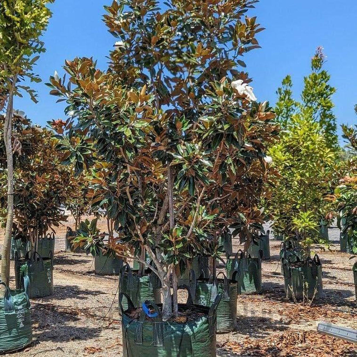 Little Gem Magnolia - Magnolia grandiflora 'Little Gem'-Evergreen,Flowering,Full Sun,Moderate Growing,Moderate Water,Outdoor,Screening,Tree-Nursery Near Me