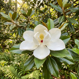 The Little Gem Magnolia (Magnolia grandiflora ‘Little Gem’) is a compact evergreen tree with glossy green leaves and beautiful blooms, perfect for brightening up a sunlit garden.