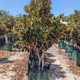 Little Gem Magnolia - Magnolia grandiflora 'Little Gem'-Evergreen,Flowering,Full Sun,Moderate Growing,Moderate Water,Outdoor,Screening,Tree-Nursery Near Me