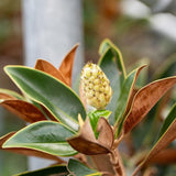 Little Gem Magnolia - Magnolia grandiflora 'Little Gem'-Evergreen,Flowering,Full Sun,Moderate Growing,Moderate Water,Outdoor,Screening,Tree-Nursery Near Me