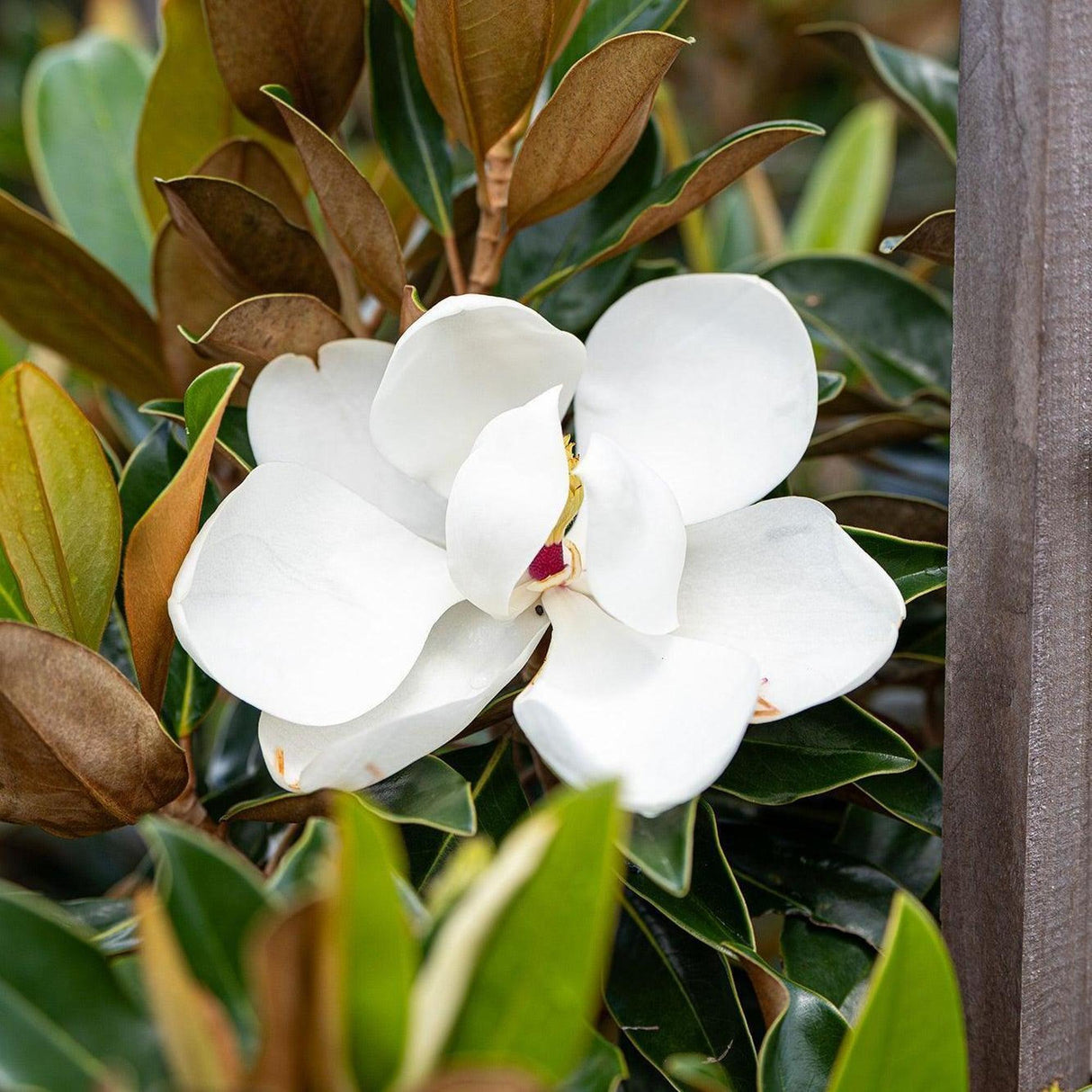 Little Gem Magnolia - Magnolia grandiflora 'Little Gem'-Evergreen,Flowering,Full Sun,Moderate Growing,Moderate Water,Outdoor,Screening,Tree-Nursery Near Me