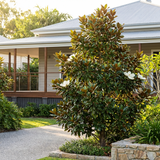 The Little Gem Magnolia (Magnolia grandiflora 'Little Gem'), a compact evergreen with white blooms, adorns the garden in front of a porch surrounded by lush greenery.