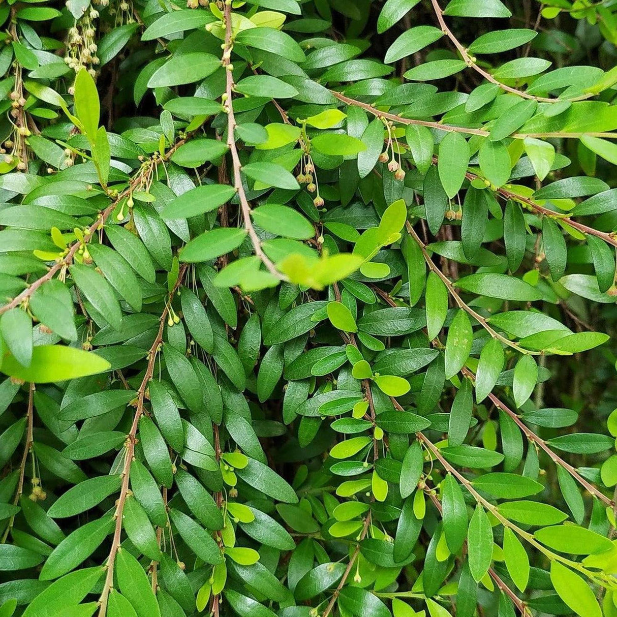 Little Leaf Phyllanthus - Phyllanthus minutiflora-Deciduous,Moderate Water,Native,Outdoor,Partial Shade,Shrub,Slow Growing-Nursery Near Me