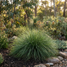 Little Pal Lomandra