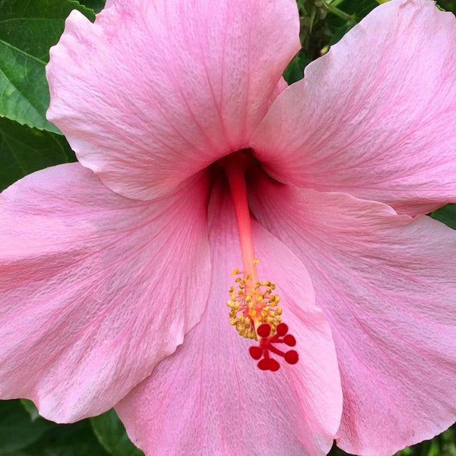 Lollipops Hibiscus - Hibiscus 'Lollipops'-Deciduous,Flowering,Full Sun,Moderate Growing,Moderate Water,Outdoor,Shrub-Nursery Near Me