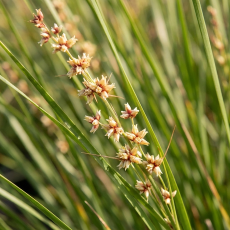 Close-up of Dalliance Lomandra (Lomandra longifolia 'Dalliance'), a low maintenance plant with green, grass-like leaves and small star-shaped yellow flowers along its stems.