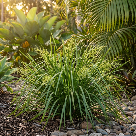 TROPIC CASCADE™ Lomandra features slender, evergreen foliage and thrives among rocks and mulch in sunlit tropical gardens, offering a low-maintenance landscaping solution.