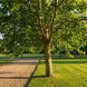 London Plane Tree