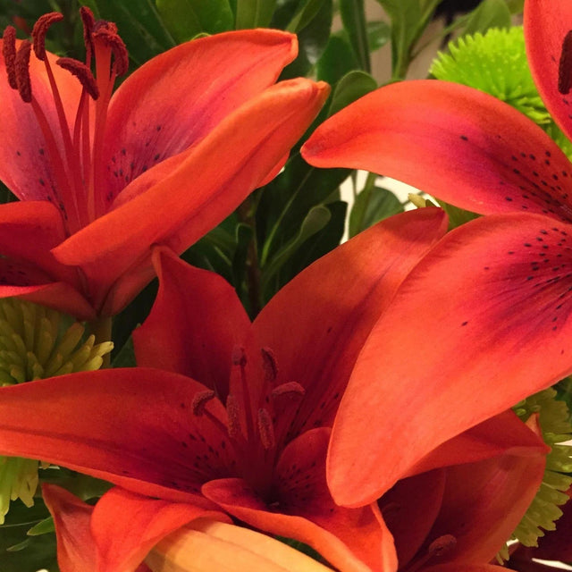 Long Flowering Dwarf Daylily - Hemerocallis 'Stella Tangerine'-Evergreen,Flowering,Full Sun,Moderate Growing,Moderate Water,Ornamental,Outdoor-Nursery Near Me