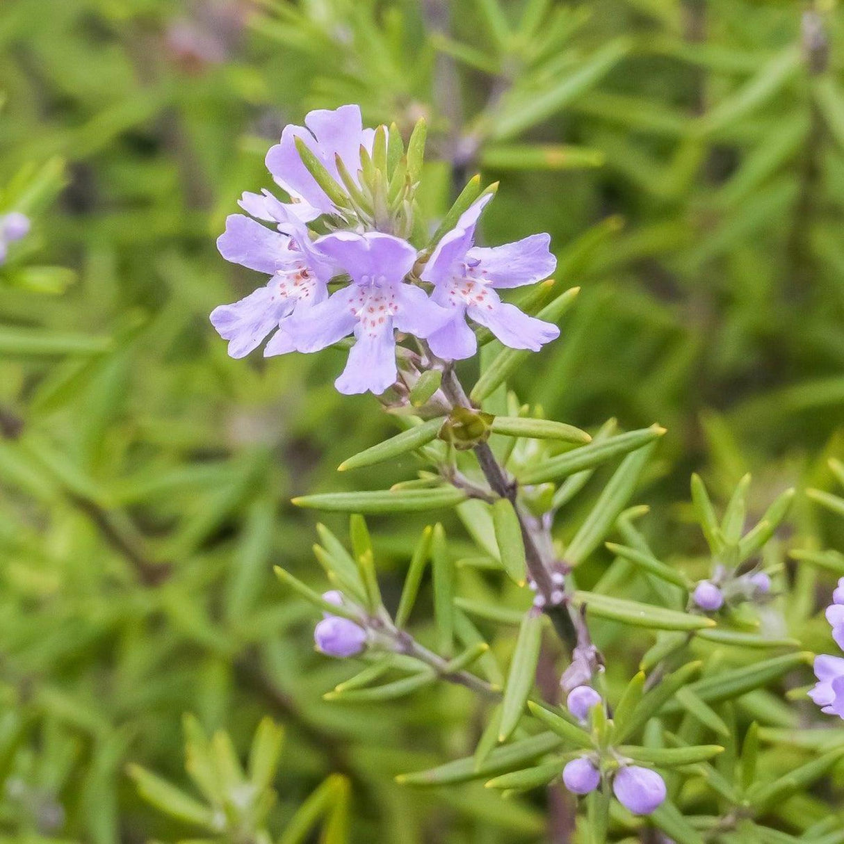 Longleaf Westringia - Westringia longifolia-Evergreen,Fast Growing,Full Sun,Low Water,Native,Outdoor,Shrub-Nursery Near Me