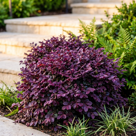 The Purple Pixie Loropetalum (Loropetalum chinense 'Purple Pixie') is a low-maintenance shrub with vibrant purple foliage, growing beside green ferns near stone garden steps.