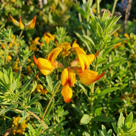 Gold Flash Parrot's Beak - Lotus 'Gold Flash' features yellow and orange blooms, green leaves, and trailing foliage that glows in sunlight, creating a striking and drought-tolerant display.