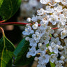 Lucidum Laurustinus