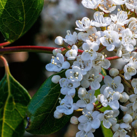 Lucidum Laurustinus - Viburnum tinus 'Lucidum'-Evergreen,Moderate Growing,Moderate Water,Outdoor,Partial Shade,Screening,Shrub-Nursery Near Me