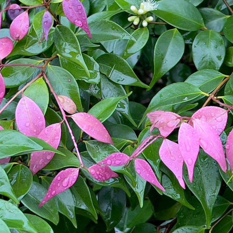 Luehmann's Lilly Pilly - Syzygium luehmannii-Evergreen,Full Sun,Moderate Water,Native,Outdoor,Screening,Shrub,Slow Growing-Nursery Near Me