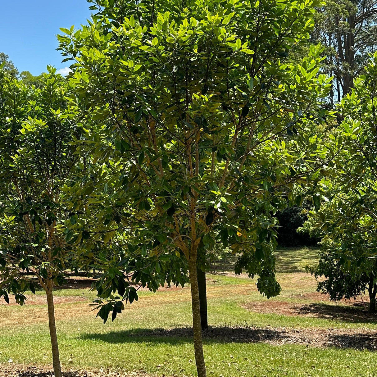 Luscious Water Gum - Tristaniopsis laurina 'Luscious'-Evergreen,Full Sun,Moderate Growing,Moderate Water,Native,Outdoor,Screening,Tree-Nursery Near Me