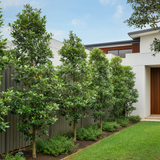 A row of Luscious Water Gum (Tristaniopsis laurina Luscious) with glossy green leaves and fragrant yellow flowers lines the side of a modern white house with a lawn.-Nursery Near Me