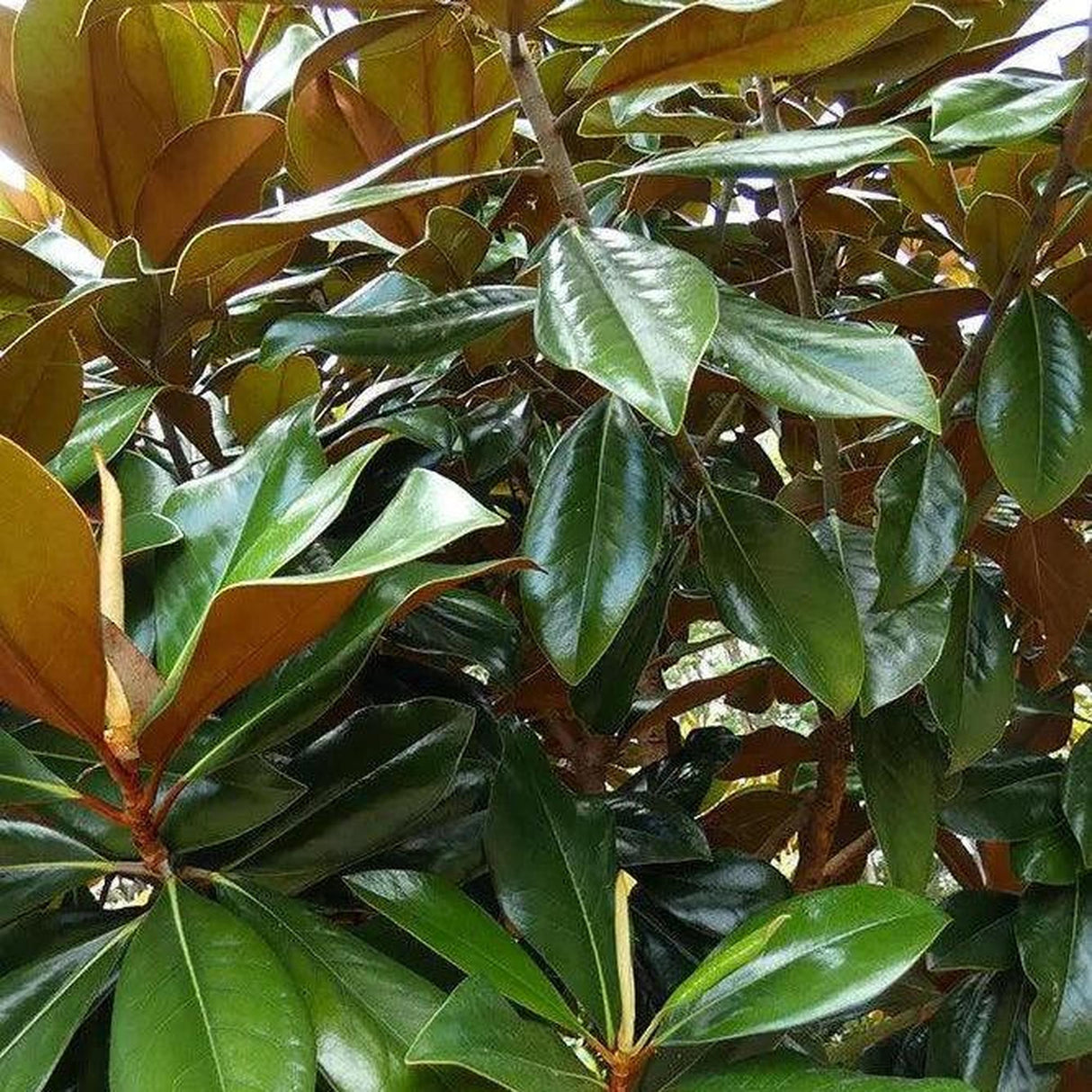 MAGNOLIA grandiflora ‘Coolwyn Gloss’ PBR - Ex Ground-Evergreen,Ex Ground,Flowering,Full Sun,Moderate Growing,Moderate Water,Outdoor,Tree-Nursery Near Me