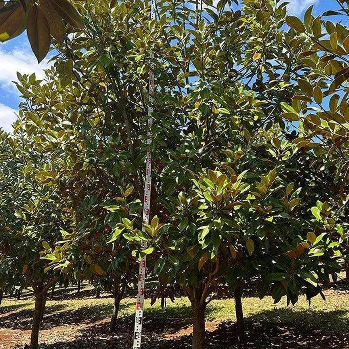 MAGNOLIA grandiflora ‘Exmouth’ (Bull Bay Magnolia) - Ex Ground-Evergreen,Ex Ground,Flowering,Full Sun,Moderate Growing,Moderate Water,Outdoor,Tree-Nursery Near Me