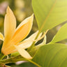 MICHELIA champaca (Golden Champa)
