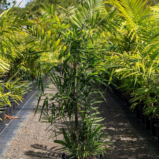 Macarthur Palm - Ptychosperma macarthurii-Evergreen,High Water,Moderate Growing,Outdoor,Palm,Partial Shade,Tropical-Nursery Near Me