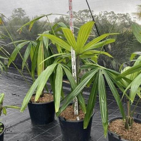 Machado Palm - Borassodendron machadonis-Evergreen,Full Sun,Moderate Water,Outdoor,Palm,Slow Growing,Tropical-Nursery Near Me