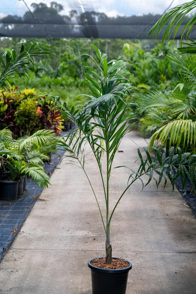 Madagascar Cane Palm - Dypsis madagascariensis-Evergreen,Fast Growing,Full Sun,Moderate Water,Outdoor,Palm,Tropical-Nursery Near Me