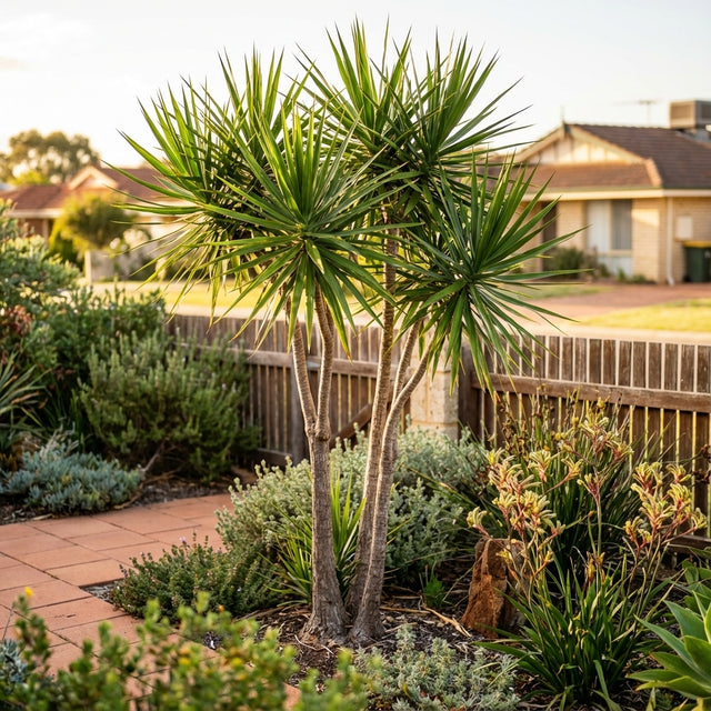 A Madagascar Dragon Tree (Dracaena marginata), a top air-purifying plant with spiky leaves, thrives in a neat, sunny garden bordered by shrubs and featuring a brick path.