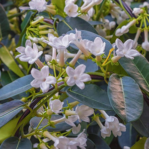 Madagascar Jasmine