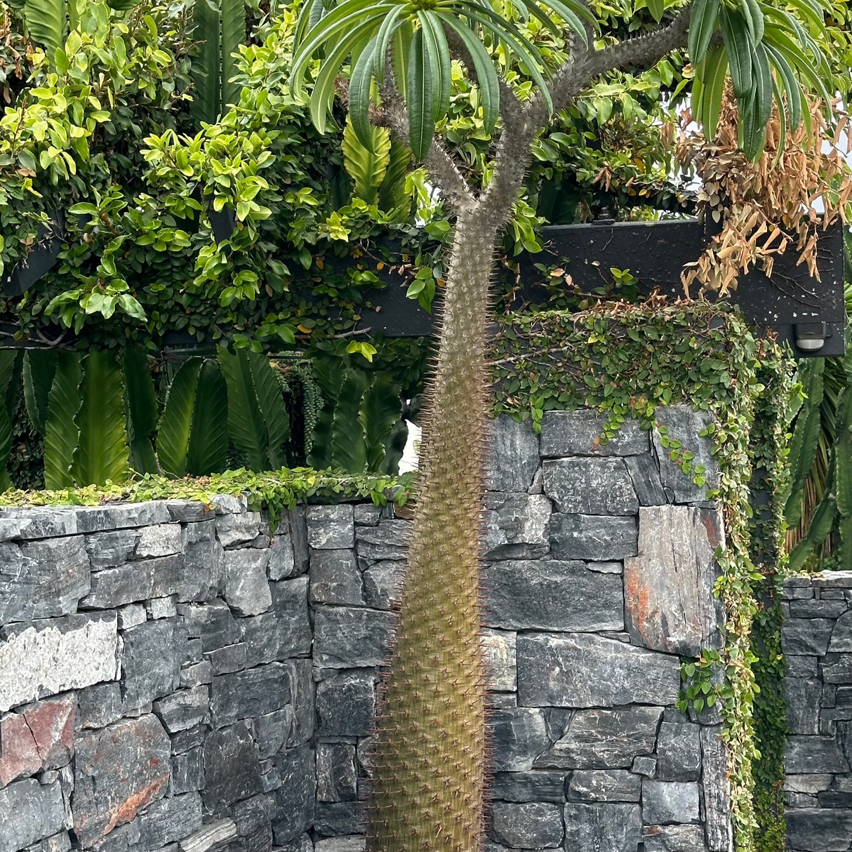 A tall, spiky Madagascar Palm - Pachypodium baronii with narrow leaves stands next to a stone wall covered in lush green vines and foliage.