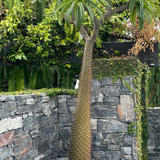 A tall, spiky Madagascar Palm - Pachypodium baronii with narrow leaves stands next to a stone wall covered in lush green vines and foliage.
