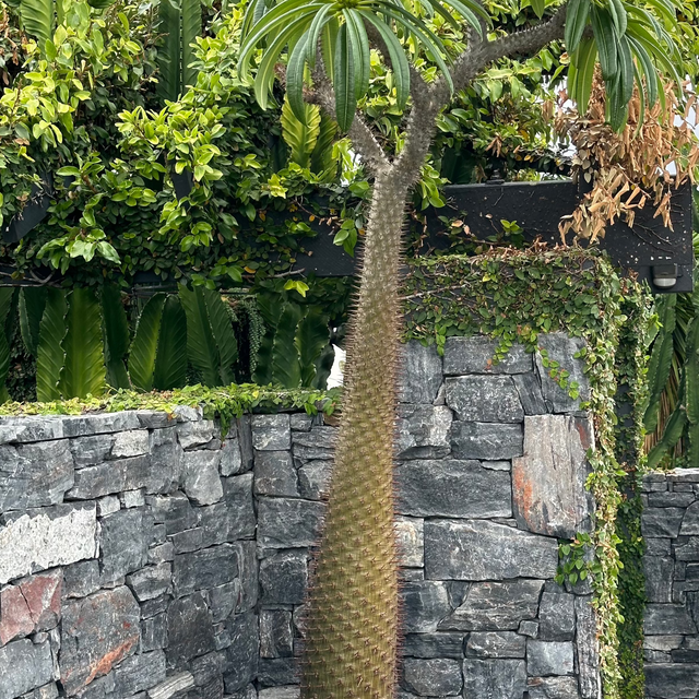 Madagascar Palm - Pachypodium baronii-Deciduous,Full Sun,Low Water,Outdoor,Palm,Slow Growing,Tropical-Nursery Near Me