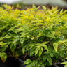 Magical Lemon Lime Nandina