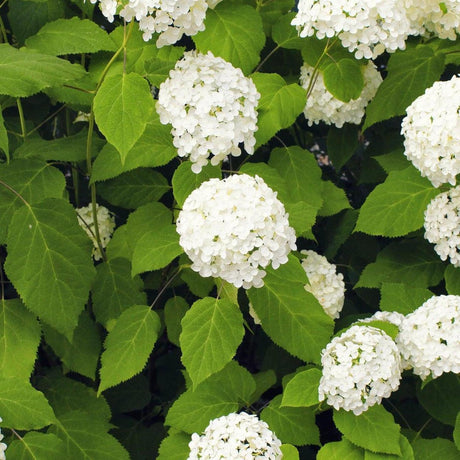 Magical Pearl Hydrangea - Hydrangea macrophylla 'Magical Pearl'-Deciduous,Flowering,Moderate Water,Ornamental,Outdoor,Partial Shade,Shrub,Slow Growing-Nursery Near Me