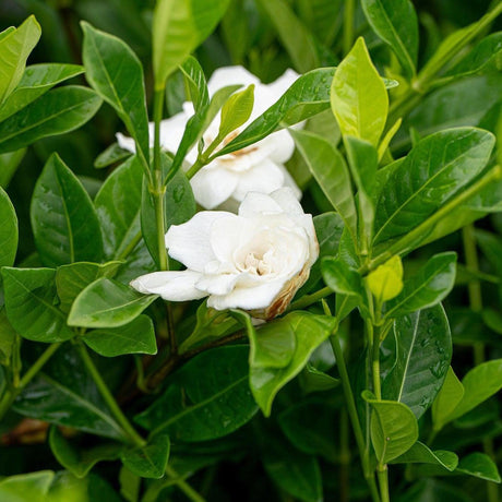 Magnifica Gardenia - Gardenia augusta 'Magnifica'-Evergreen,Flowering,Moderate Water,Outdoor,Partial Shade,Shrub,Slow Growing-Nursery Near Me