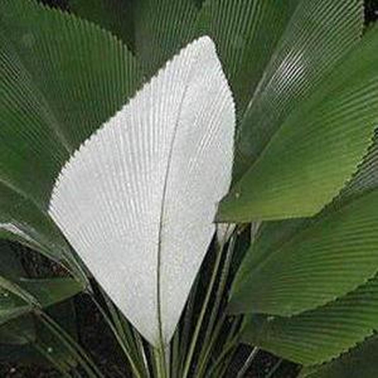 Magnificent Johannesteijsmannia - Johannesteijsmannia magnifica-Evergreen,Moderate Water,Outdoor,Palm,Partial Shade,rare,Slow Growing,Tropical-Nursery Near Me