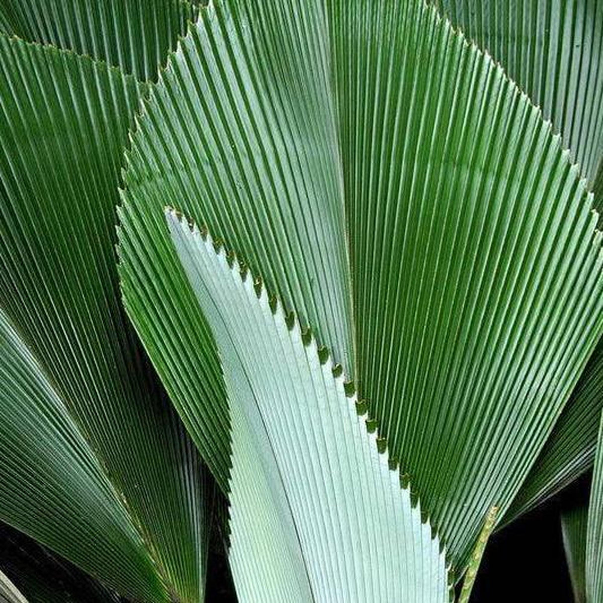 Magnificent Johannesteijsmannia - Johannesteijsmannia magnifica-Evergreen,Moderate Water,Outdoor,Palm,Partial Shade,rare,Slow Growing,Tropical-Nursery Near Me