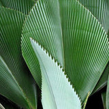 Magnificent Johannesteijsmannia - Johannesteijsmannia magnifica-Evergreen,Moderate Water,Outdoor,Palm,Partial Shade,rare,Slow Growing,Tropical-Nursery Near Me