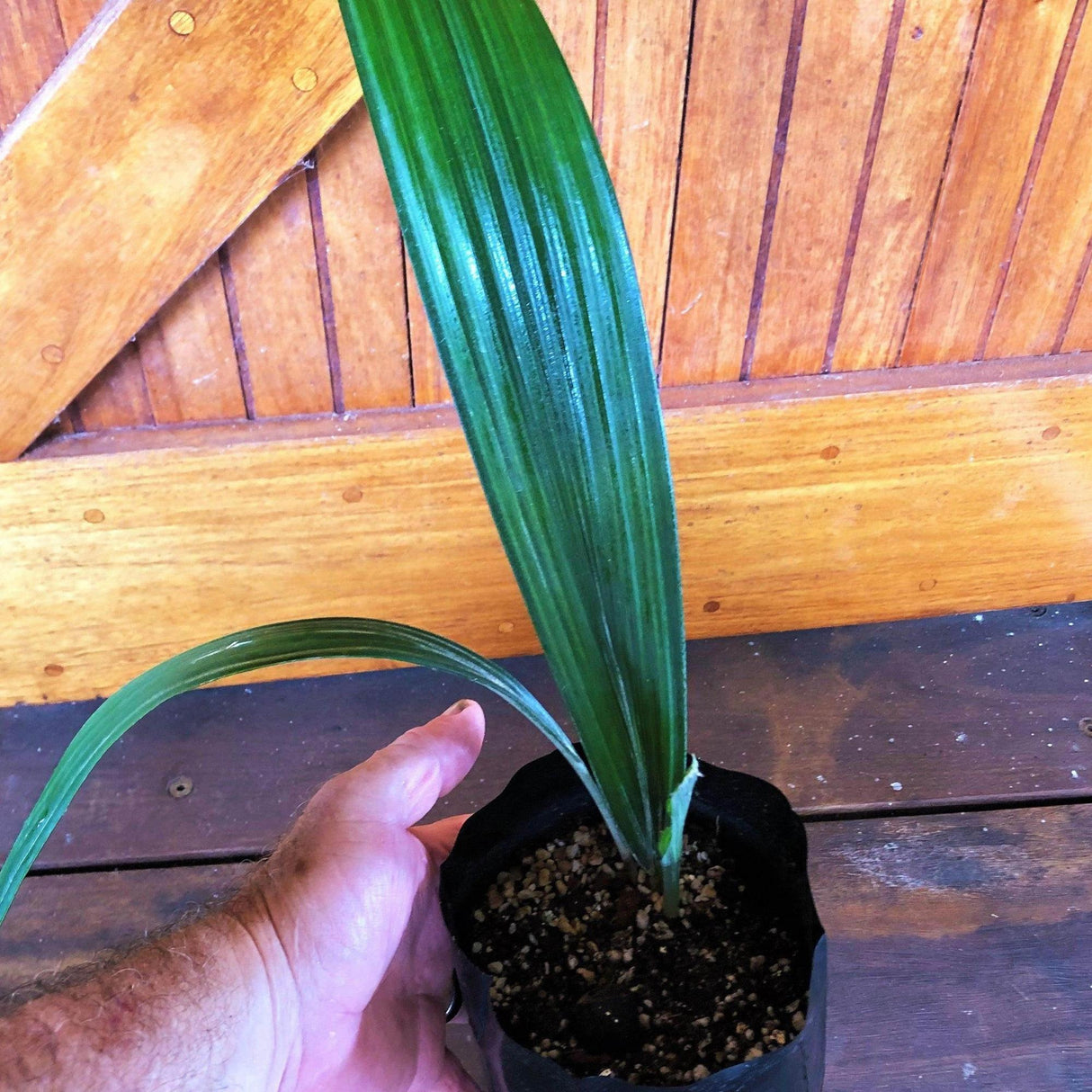 Magnificent Sabal Palm - Sabinaria magnifica-Evergreen,Full Sun,Moderate Water,Outdoor,Palm,rare,Slow Growing,Tropical-Nursery Near Me