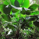 Magnificent Sabal Palm - Sabinaria magnifica-Evergreen,Full Sun,Moderate Water,Outdoor,Palm,rare,Slow Growing,Tropical-Nursery Near Me