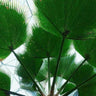 Magnificent Sabal Palm