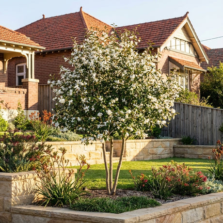 A Magnolia ‘Inspiration’ (syn. Michelia) tree with delicate white blooms flowers in a neatly landscaped front yard, set against charming brick houses.