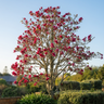 Magnolia ‘Vulcan’