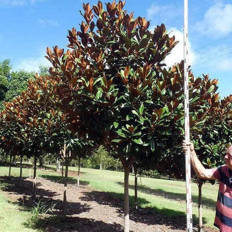 Dense, glossy green-leaved Magnolia grandiflora ‘Coolwyn Gloss’ PBR (Coolwyn Gloss Magnolia) - Ex Ground line a field; a person stands beside one tree with a tall measuring stick.