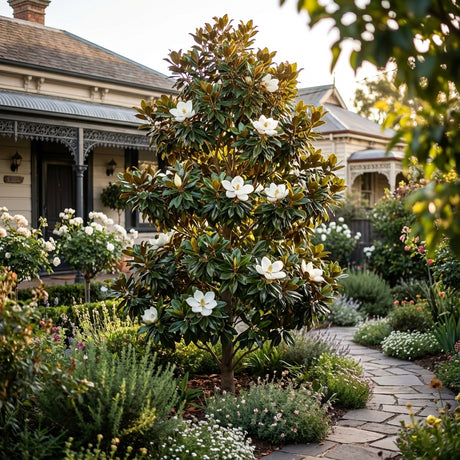A Magnolia grandiflora ‘Super Gem’ with white blooms enhances a lush garden, providing a compact screening plant in front of a vintage-style house.