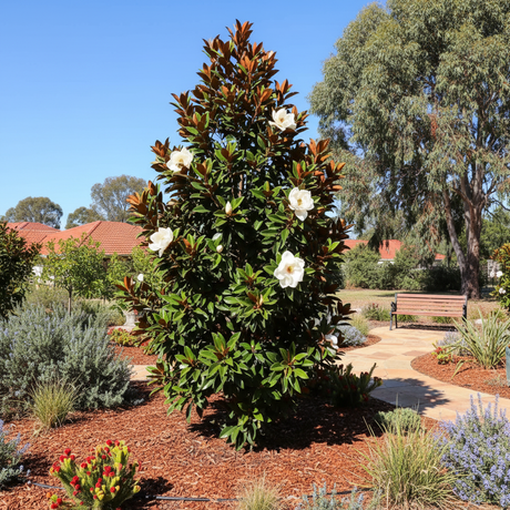 A Magnolia grandiflora ‘Sweet Spire’ with large white flowers and a narrow form grows in a landscaped garden, near a bench and path.