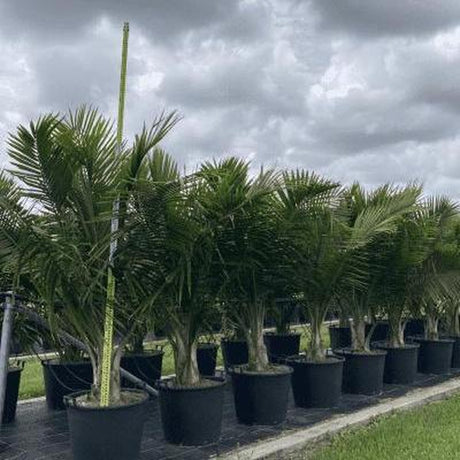 Majesty Palm - Ravenea rivularis-Evergreen,Fast Growing,High Water,Outdoor,Palm,Partial Shade,Tropical-Nursery Near Me