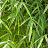 Malay Dwarf Bamboo